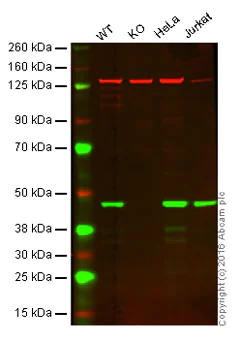 Western blot - Anti-Caspase-9 antibody [EPR18108] (AB185719)