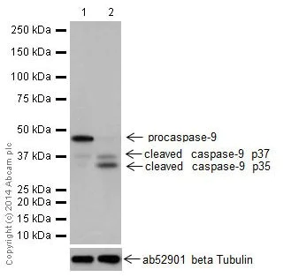 Western blot - Anti-Caspase-9 antibody [EPR18108] (AB185719)
