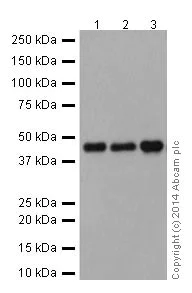 Western blot - Anti-Caspase-9 antibody [EPR18108] (AB185719)