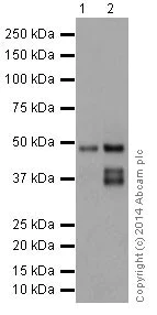 Western blot - Anti-Caspase-9 antibody [EPR18108] (AB185719)