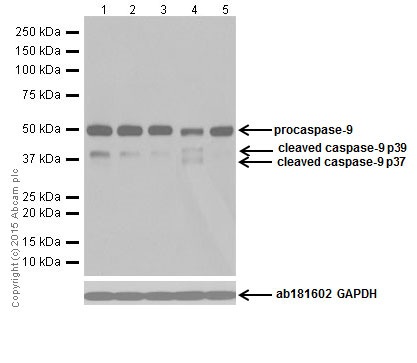 Western blot - Anti-Caspase-9 antibody [EPR18868] (AB184786), expandable thumbnail