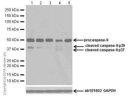 Western blot - Anti-Caspase-9 antibody [EPR18868] (AB184786)