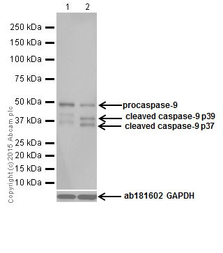 Western blot - Anti-Caspase-9 antibody [EPR18868] (AB184786), expandable thumbnail