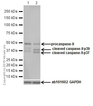 Western blot - Anti-Caspase-9 antibody [EPR18868] (AB184786)