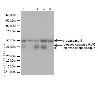 Western blot - Anti-Caspase-9 antibody [EPR18868] (AB184786), expandable thumbnail