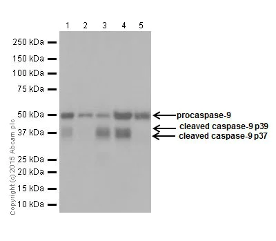Western blot - Anti-Caspase-9 antibody [EPR18868] (AB184786)