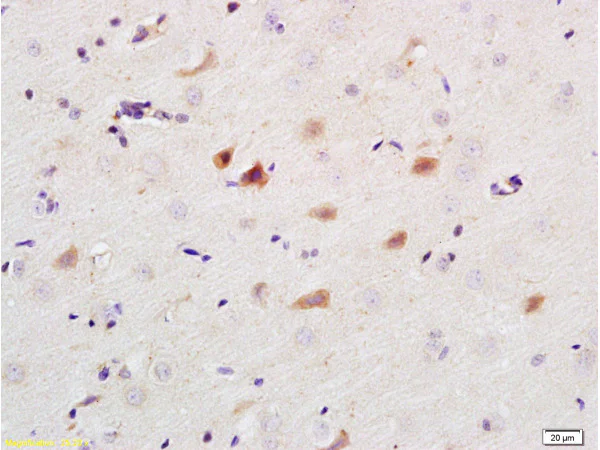 Immunohistochemistry (Formalin/PFA-fixed paraffin-embedded sections) - Anti-Caspase-9 p35 antibody (AB210611)
