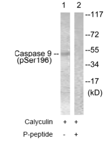 Western blot - Anti-Caspase-9 (phospho S196) antibody (AB61789), expandable thumbnail