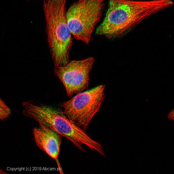 Immunocytochemistry/ Immunofluorescence - Anti-Caspr antibody (AB34151)