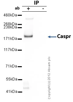 Immunoprecipitation - Anti-Caspr antibody (AB34151)