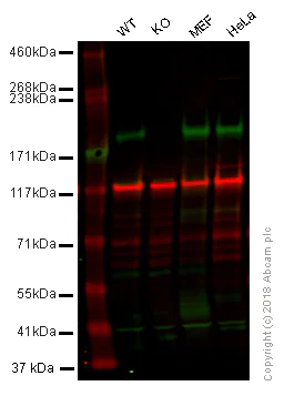 Western blot - Anti-Caspr antibody (AB34151)