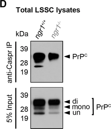 Western blot - Anti-Caspr antibody (AB34151)