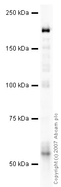 Western blot - Anti-Caspr antibody (AB34151)