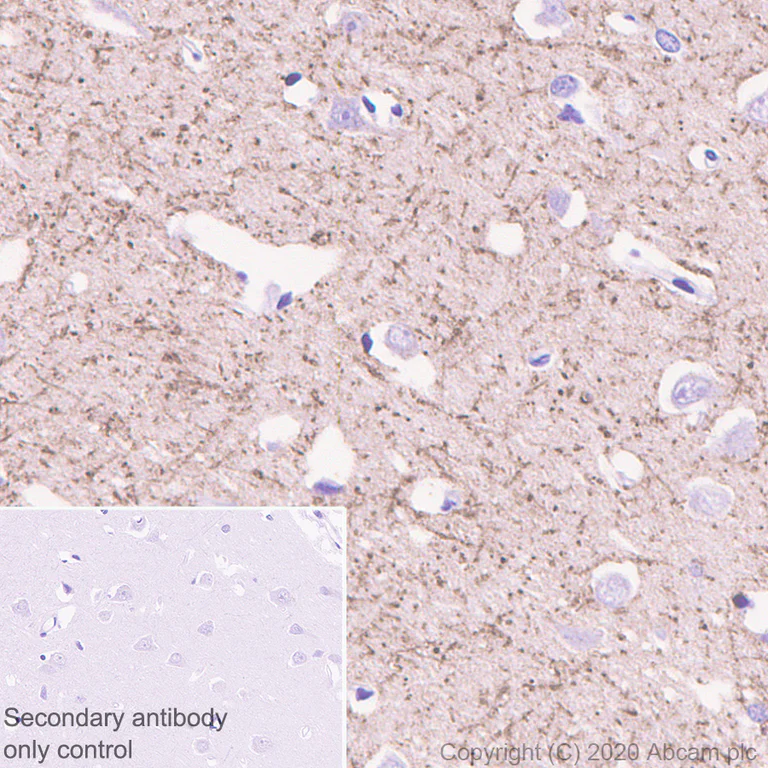 Immunohistochemistry (Formalin/PFA-fixed paraffin-embedded sections) - Anti-Caspr antibody [EPR23439-48] - BSA and Azide free (AB273505)