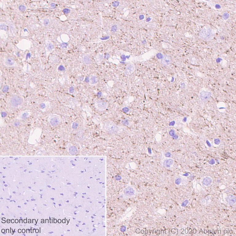 Immunohistochemistry (Formalin/PFA-fixed paraffin-embedded sections) - Anti-Caspr antibody [EPR23439-48] - BSA and Azide free (AB273505)