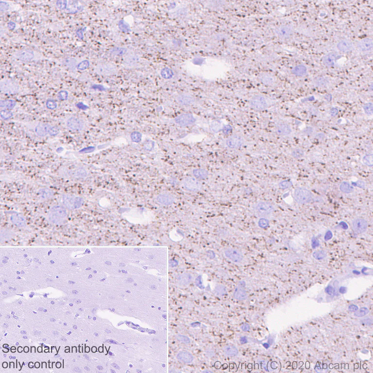 Immunohistochemistry (Formalin/PFA-fixed paraffin-embedded sections) - Anti-Caspr antibody [EPR23439-48] - BSA and Azide free (AB273505)