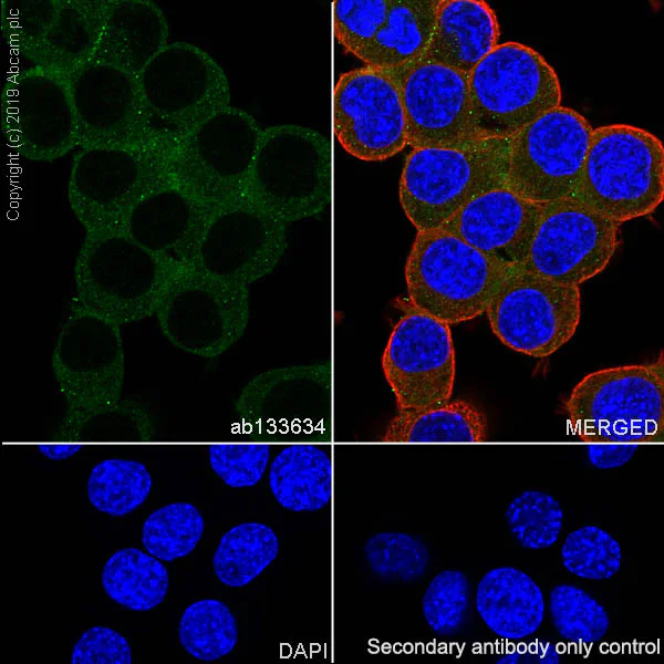 Immunocytochemistry/ Immunofluorescence - Anti-Caspr antibody [EPR7828] (AB133634)