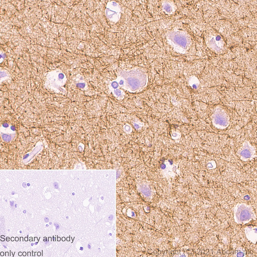 Immunohistochemistry (Formalin/PFA-fixed paraffin-embedded sections) - Anti-Caspr antibody [EPR7828] (AB133634)