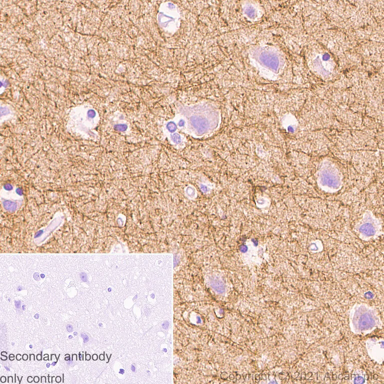 Immunohistochemistry (Formalin/PFA-fixed paraffin-embedded sections) - Anti-Caspr antibody [EPR7828] (AB133634)