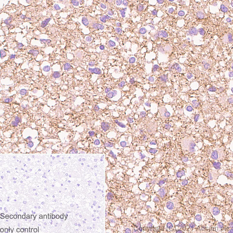Immunohistochemistry (Formalin/PFA-fixed paraffin-embedded sections) - Anti-Caspr antibody [EPR7828] (AB133634)
