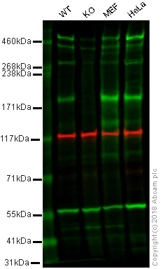 Western blot - Anti-Caspr antibody [EPR7828] (AB133634)