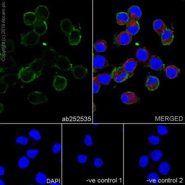 Immunocytochemistry/ Immunofluorescence - Anti-Caspr antibody [K65/35] - BSA and Azide free (AB255761)