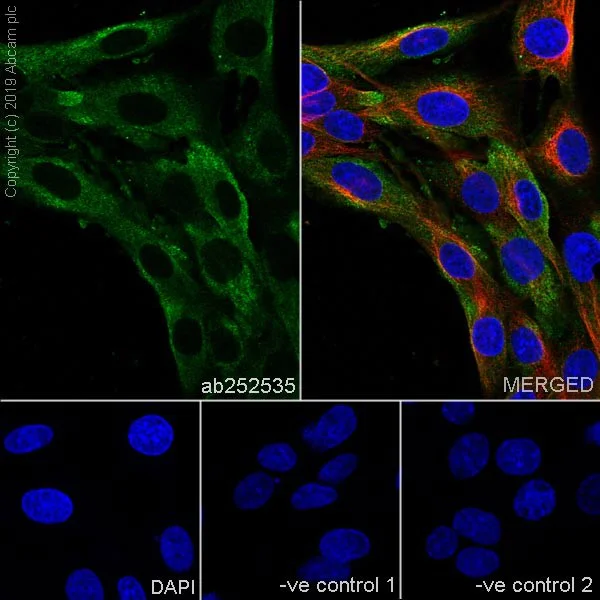 Immunocytochemistry/ Immunofluorescence - Anti-Caspr antibody [K65/35] - BSA and Azide free (AB255761)