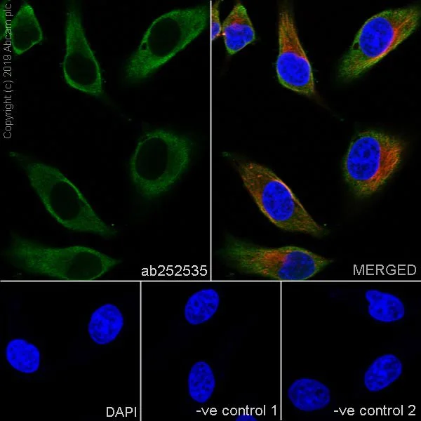 Immunocytochemistry/ Immunofluorescence - Anti-Caspr antibody [K65/35] - BSA and Azide free (AB255761)