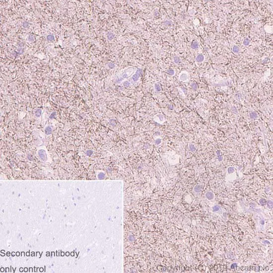 Immunohistochemistry (Formalin/PFA-fixed paraffin-embedded sections) - Anti-Caspr antibody [K65/35] - BSA and Azide free (AB255761)