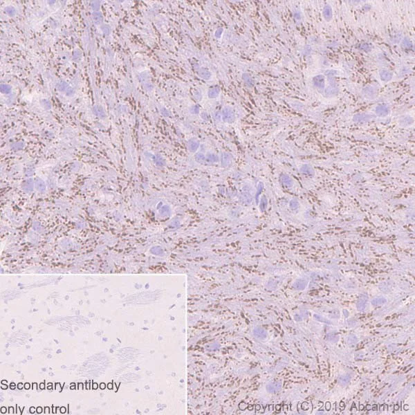 Immunohistochemistry (Formalin/PFA-fixed paraffin-embedded sections) - Anti-Caspr antibody [K65/35] - BSA and Azide free (AB255761)