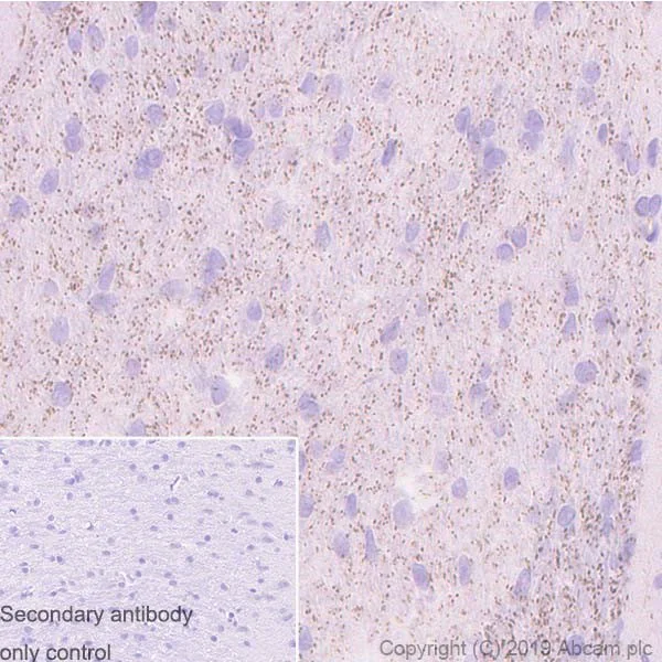 Immunohistochemistry (Formalin/PFA-fixed paraffin-embedded sections) - Anti-Caspr antibody [K65/35] - BSA and Azide free (AB255761)