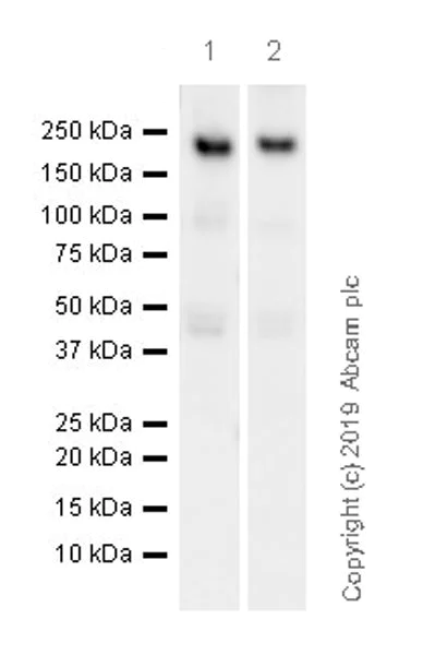 Western blot - Anti-Caspr antibody [K65/35] - BSA and Azide free (AB255761)