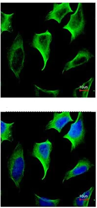 Immunocytochemistry/ Immunofluorescence - Anti-Caspr2/CNTNAP2 antibody (AB153856)