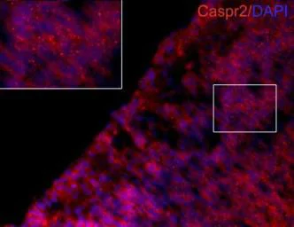 Immunohistochemistry (Frozen sections) - Anti-Caspr2/CNTNAP2 antibody (AB153856)