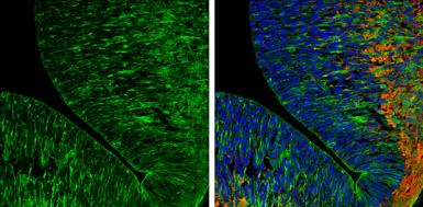 Immunohistochemistry (Frozen sections) - Anti-Caspr2/CNTNAP2 antibody (AB153856)