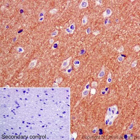 Immunohistochemistry (Formalin/PFA-fixed paraffin-embedded sections) - Anti-Caspr2/CNTNAP2 antibody [EPR8738] (AB137052)