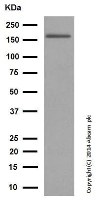 Western blot - Anti-Caspr2/CNTNAP2 antibody [EPR8738] (AB137052)