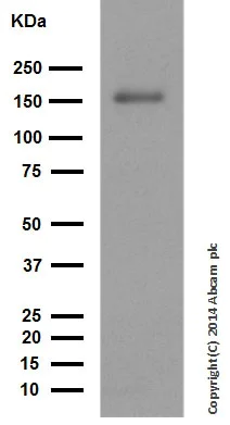 Western blot - Anti-Caspr2/CNTNAP2 antibody [EPR8738] (AB137052)