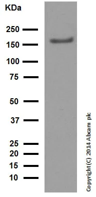 Western blot - Anti-Caspr2/CNTNAP2 antibody [EPR8738] (AB137052)