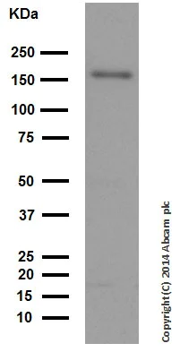 Western blot - Anti-Caspr2/CNTNAP2 antibody [EPR8738] (AB137052)
