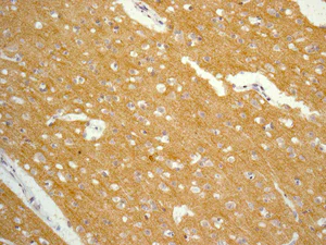 Immunohistochemistry (Formalin/PFA-fixed paraffin-embedded sections) - Anti-Caspr2/CNTNAP2 antibody [EPR8738] - BSA and Azide free (AB248788)