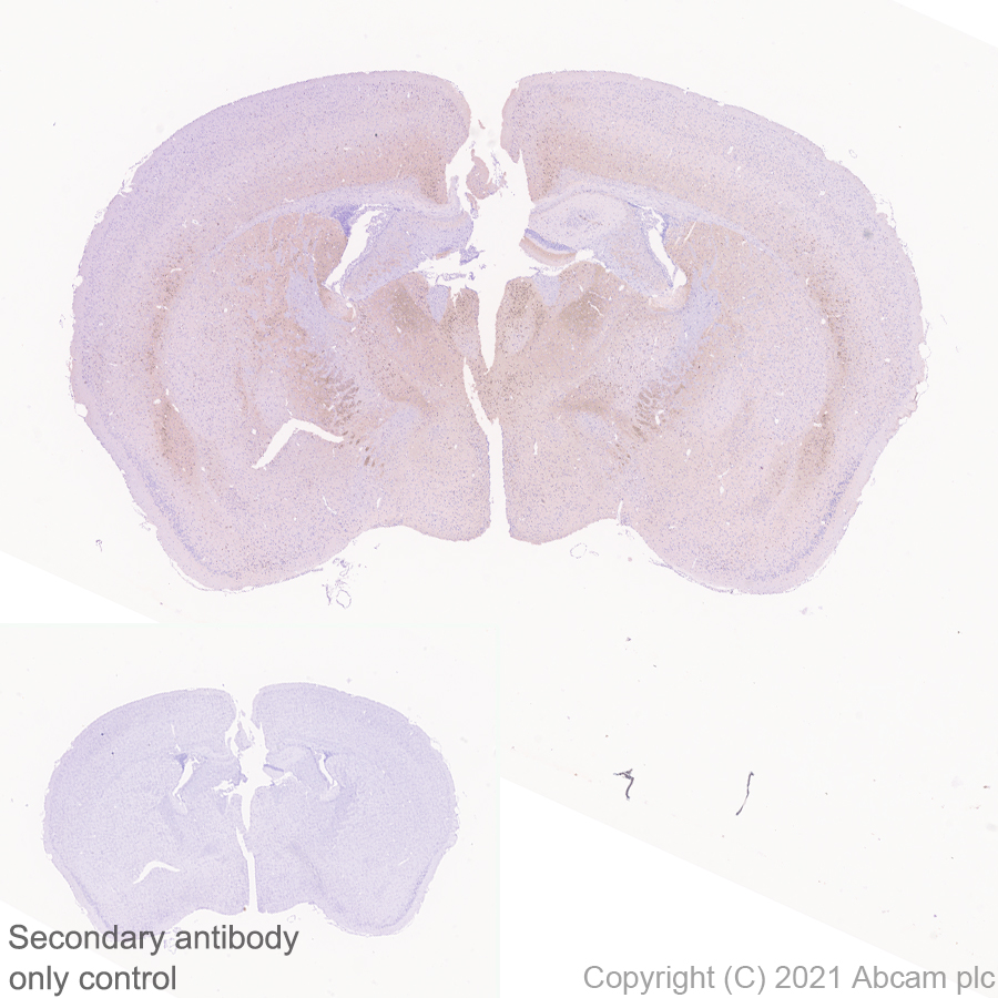 Immunohistochemistry (Formalin/PFA-fixed paraffin-embedded sections) - Anti-CASPR3 antibody [EPR22727-102] (AB252413), expandable thumbnail