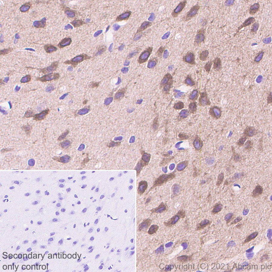 Immunohistochemistry (Formalin/PFA-fixed paraffin-embedded sections) - Anti-CASPR3 antibody [EPR22727-102] (AB252413), expandable thumbnail