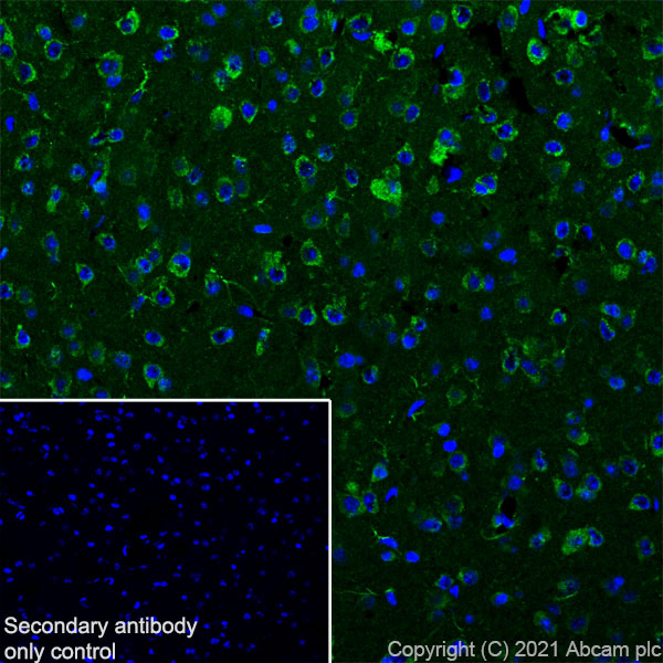 Immunohistochemistry (Frozen sections) - Anti-CASPR3 antibody [EPR22727-102] (AB252413), expandable thumbnail