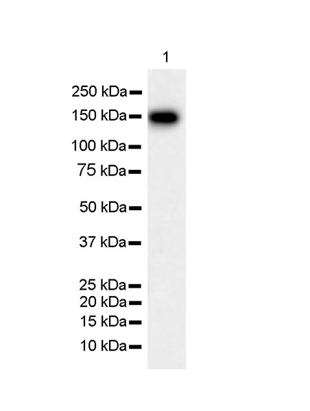 Western blot - Anti-CASPR3 antibody [EPR22727-102] (AB252413), expandable thumbnail