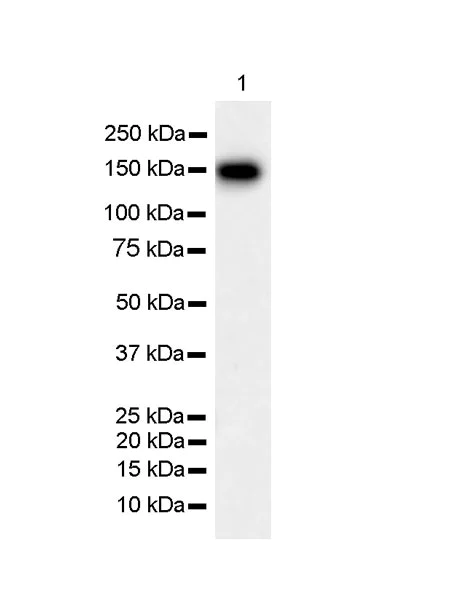 Western blot - Anti-CASPR3 antibody [EPR22727-102] (AB252413)