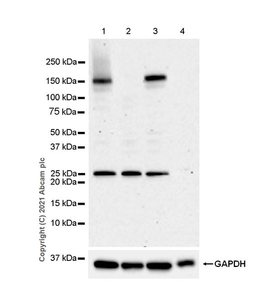 Western blot - Anti-CASPR3 antibody [EPR22727-102] (AB252413), expandable thumbnail
