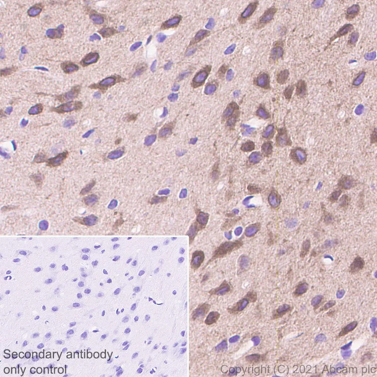 Immunohistochemistry (Formalin/PFA-fixed paraffin-embedded sections) - Anti-CASPR3 antibody [EPR22727-102] - BSA and Azide free (AB288771)