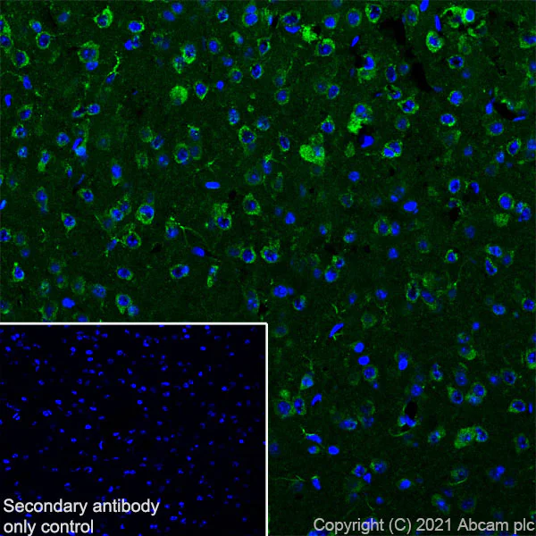 Immunohistochemistry (Frozen sections) - Anti-CASPR3 antibody [EPR22727-102] - BSA and Azide free (AB288771)