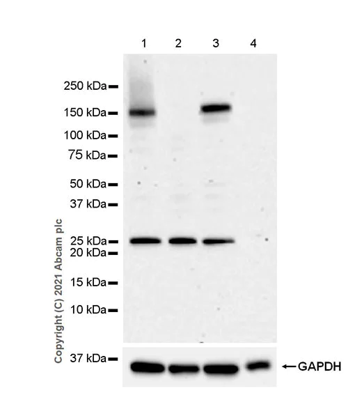 Western blot - Anti-CASPR3 antibody [EPR22727-102] - BSA and Azide free (AB288771)
